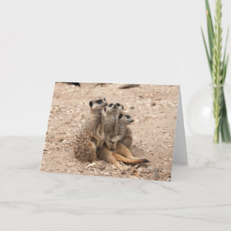 Meerkats dans une carte de voeux de petit groupe