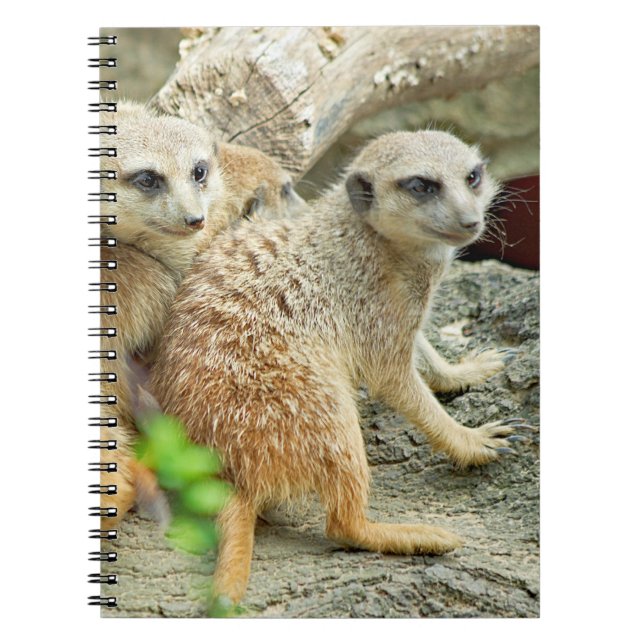 Meerkats - Notebook (Front)