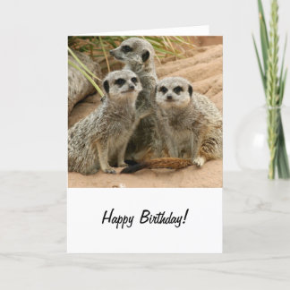 Meerkats on the lookout card