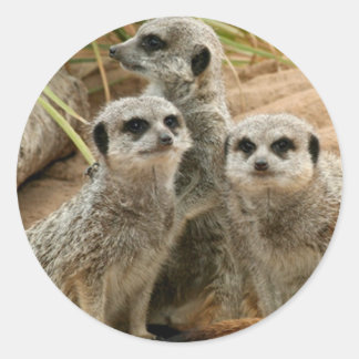 Meerkats on the lookout classic round sticker