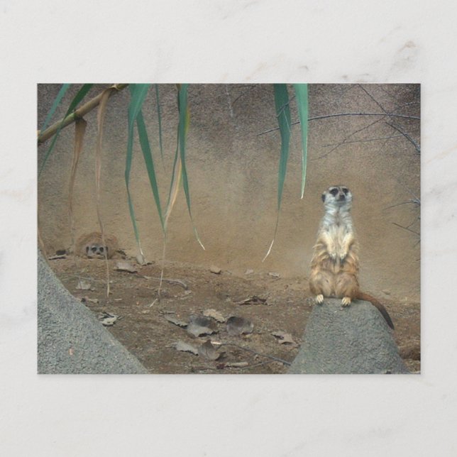 Meerkats Postcard (Front)