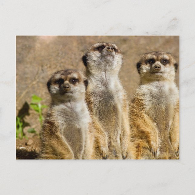 Meerkats Postcard (Front)