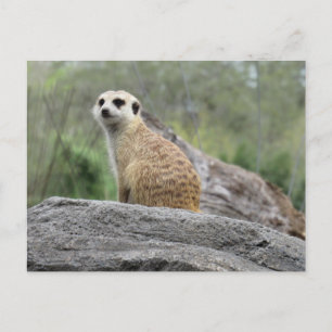 Meerkcat (0447) Postcard