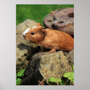 Meerschweinchen Poster