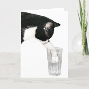 Meet me for drinks cat card