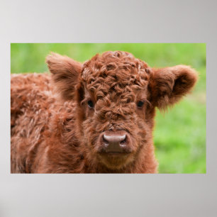 Meet the Adorable Highland Calf Poster