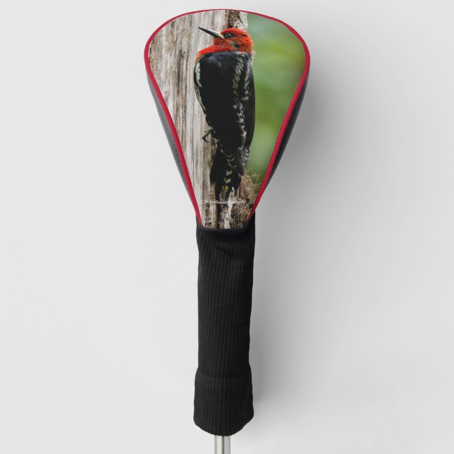 Meeting a Red-Breasted Sapsucker Golf Head Cover (Front)