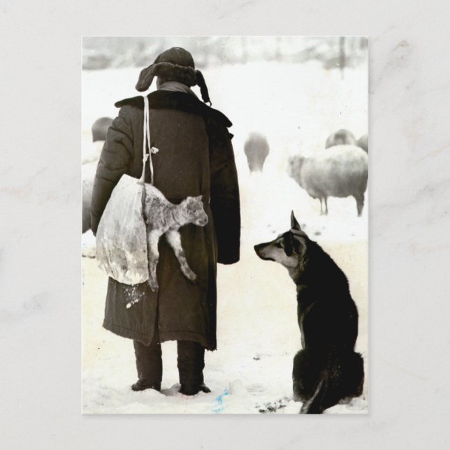Meeting of animals in the snow postcard (Front)