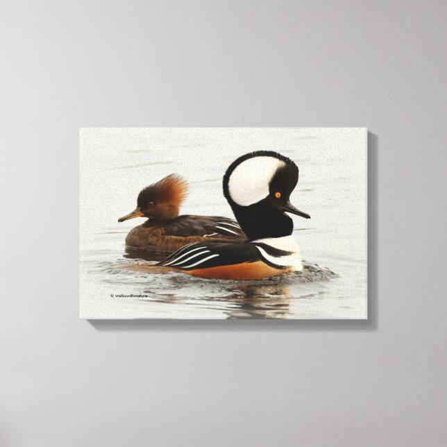 Meeting of Hooded Merganser Ducks at the Pond Canvas Print (Front)