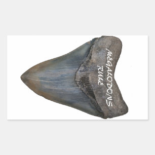 Megalodon Shark Tooth Sticker