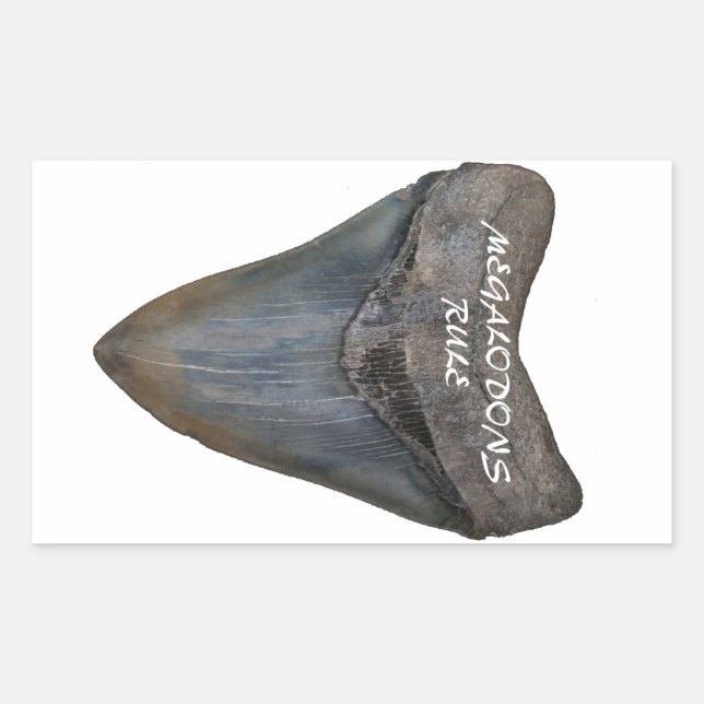 Megalodon Shark Tooth Sticker (Front)