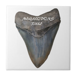 Megalodon Shark Tooth Tile