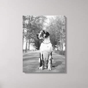 Mehrteiliges Doggenbild Canvas Print