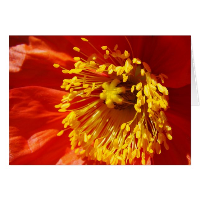 Meilleur habillé (Devant horizontal)