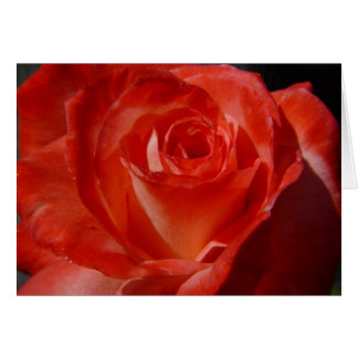 meilleures photos 016