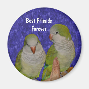 Meilleurs amis Quaker Parrots mignon Magnet