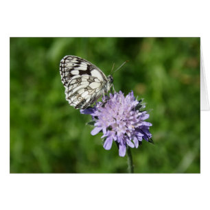 Melanargia galathea