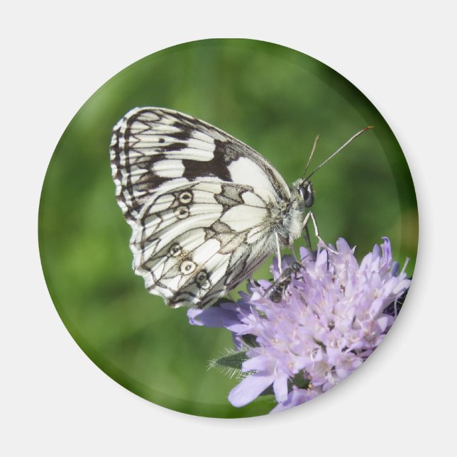 Melanargia galathea magnet (Front)
