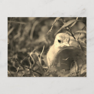 Mélange - Carte postale