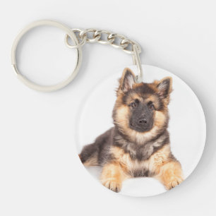 Mélange de berger allemand de Collie Bordure