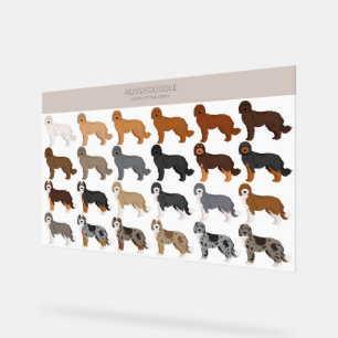mélange de chien Aussiedoodle