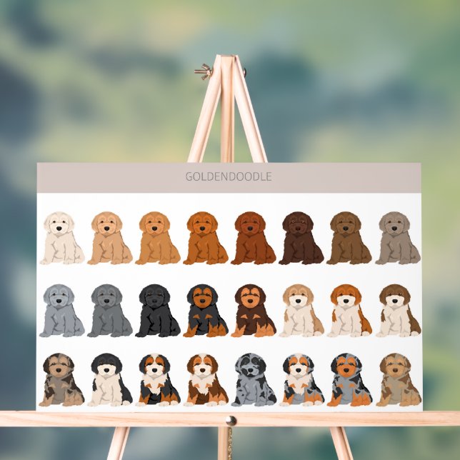 mélange de chien Goldendoodle (Neutre)