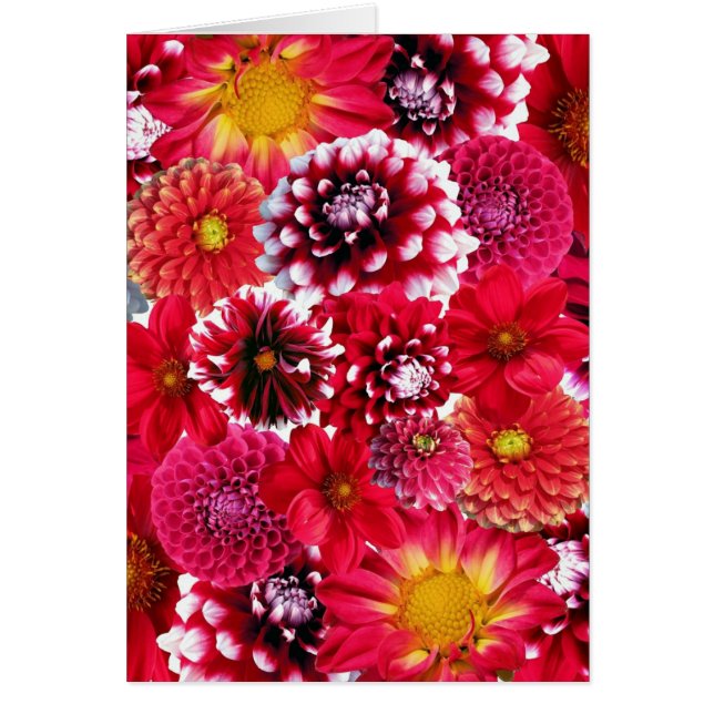 Mélange de fleurs rouges (Devant)