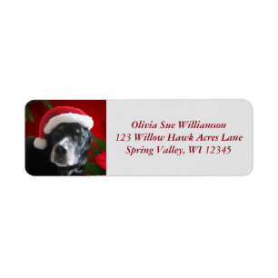 Mélange de Père Noël Dog-Lab/Rott avec Pointset