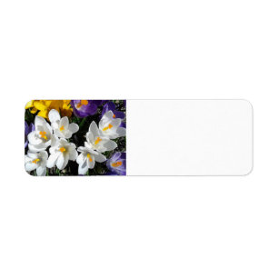 Mélange de ressort de fleurs de crocus