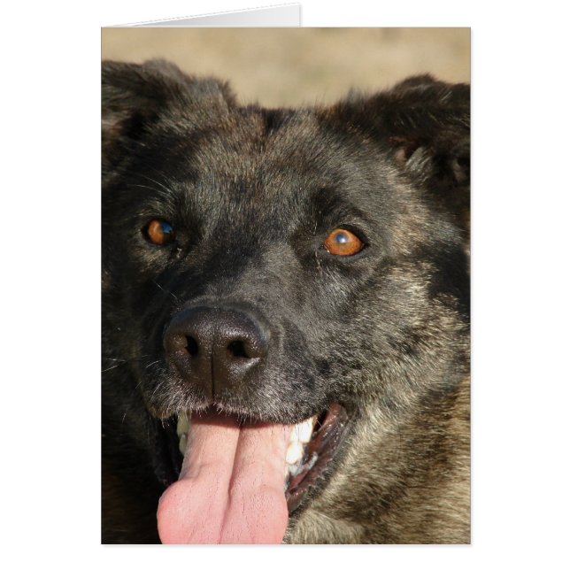 Mélange Sherpherd allemand (Devant)