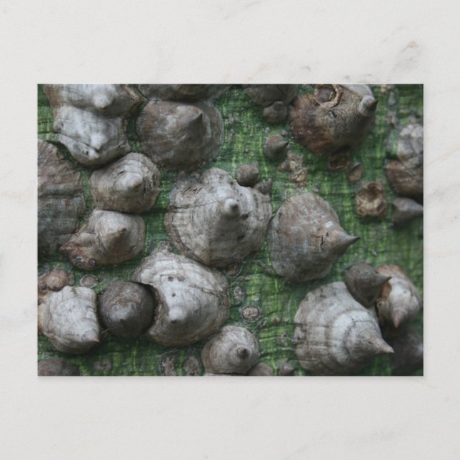 Mélanger. Jardins botaniques 1 Cartes postales (Devant)