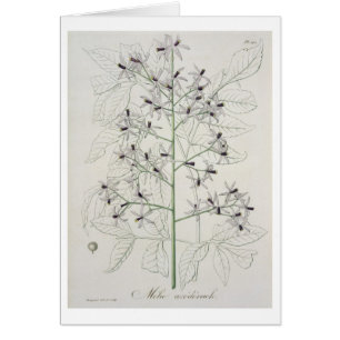 Melia Azedarach from 'Phytographie Medicale' by Jo