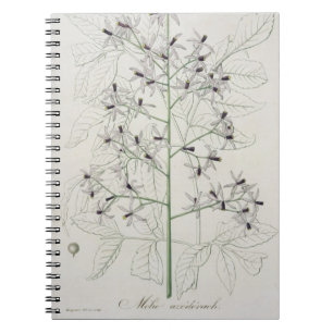 Melia Azedarach from 'Phytographie Medicale' by Jo Notebook