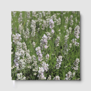 Melissa Lavender Guest Book