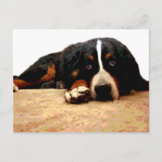 Mellow Bernese Mountain Dog Postcard