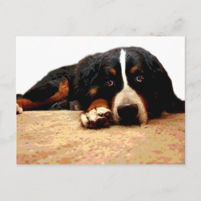 Mellow Bernese Mountain Dog Postcard (Front)