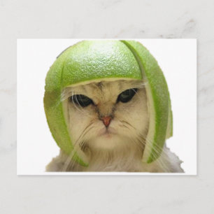 melon cat postcard