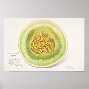 Melon (Cucumis Melo) Fruit Watercolor Painting Poster