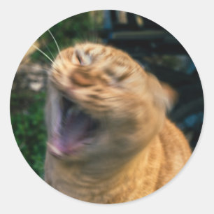 Meme Cat Classic Round Sticker