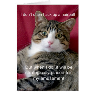 Mème de chat