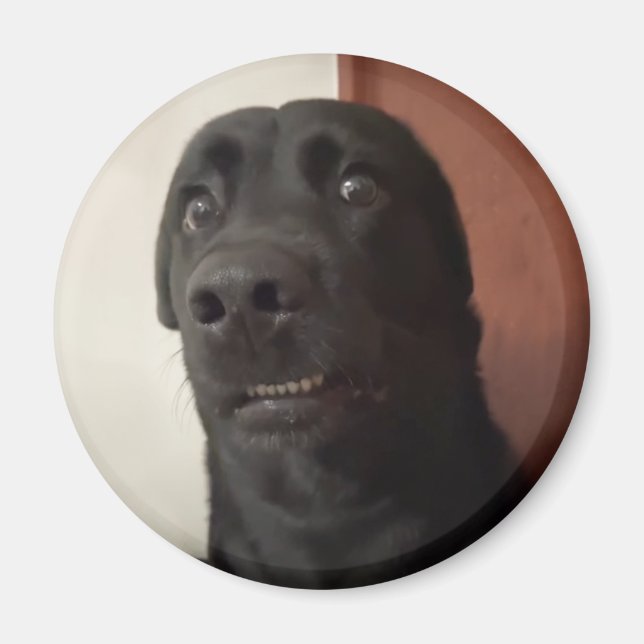 Mème de chien effrayé Magnet (Devant)