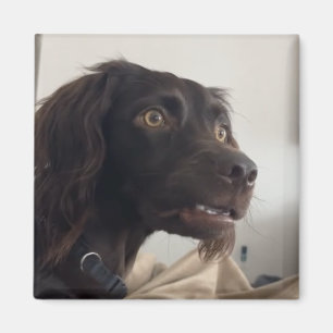 Mème de chien maladroit Magnet