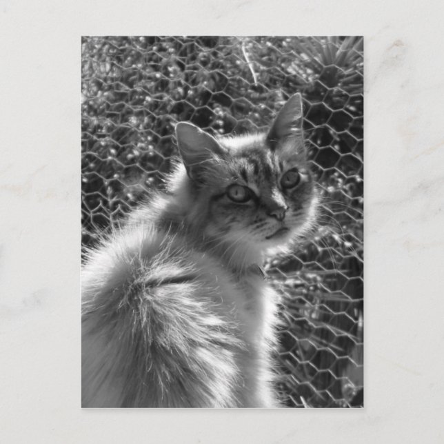 Memories Postcard (Front)