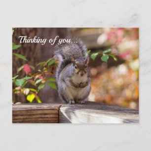 Mendier Squirrel Penser À Vous Carte Postale