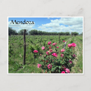 mendoza wine roses postcard