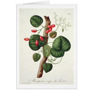 Menispermum from 'Phytographie Medicale' by Joseph