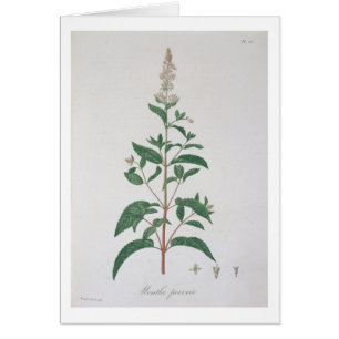 Mentha Piperita from 'Phytographie Medicale' by Jo