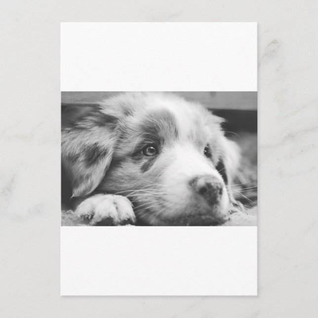 Menu chiot berger australien nb (Devant)