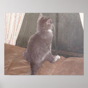 Meow Cats 11 Poster