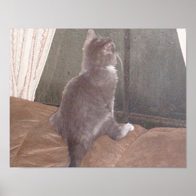 Meow Cats 11 Poster (Front)